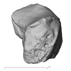 DV15-105 Homo sapiens trapezoid right palmar