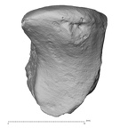 DV15-105 Homo sapiens trapezoid right proximal