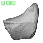 DV15-105 Homo sapiens trapezoid right ply