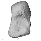 DV15-106 Homo sapiens capitate right dorsal