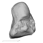 DV15-106 Homo sapiens capitate right lateral