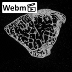 DV15-106 Homo sapiens capitate right ct stack movie
