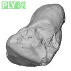 DV15-106 Homo sapiens capitate right ply