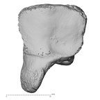 DV15-107 Homo sapiens hamate right distal