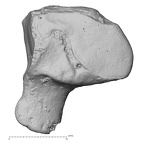 DV15-107 Homo sapiens hamate right lateral