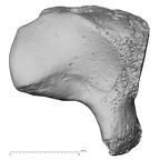 DV15-107 Homo sapiens hamate right medial