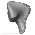DV15-107 Homo sapiens hamate right proximal