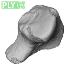 DV15-107 Homo sapiens hamate right ply