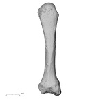 DV15-108 Homo sapiens metacarpal second right dorsal