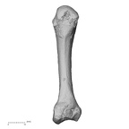 DV15-108 Homo sapiens metacarpal second right palmar