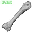 DV15-108 Homo sapiens metacarpal second right ply