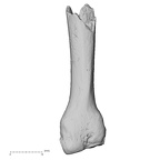 DV15-109 Homo sapiens metacarpal third right dorsal
