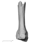 DV15-109 Homo sapiens metacarpal third right palmar