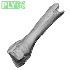 DV15-109 Homo sapiens metacarpal third right ply