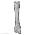DV15-110 Homo sapiens metacarpal third left dorsal