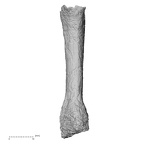 DV15-110 Homo sapiens metacarpal third left palmar