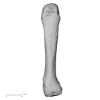 DV15-111 Homo sapiens metacarpal fourth right dorsal