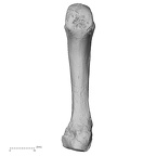 DV15-111 Homo sapiens metacarpal fourth right palmar