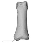 DV15-112 Homo sapiens hand phalanx second proximal right dorsal