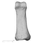 DV15-112 Homo sapiens hand phalanx second proximal right palmar