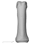 DV15-113 Homo sapiens hand phalanx third proximal left dorsal