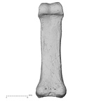 DV15-113 Homo sapiens hand phalanx third proximal left palmar