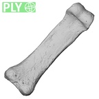 DV15-113 Homo sapiens hand phalanx third proximal left ply