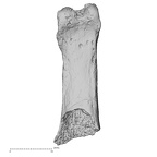 DV15-114 Homo sapiens hand phalanx fifth proximal right palmar
