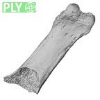 DV15-114 Homo sapiens hand phalanx fifth proximal right ply