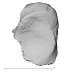 DV15-114 Homo sapiens hand phalanx fifth proximal right proximal