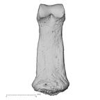 DV15-115 Homo sapiens hand phalanx fourth middle left palmar