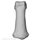 DV15-116 Homo sapiens hand phalanx third middle left dorsal