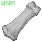 DV15-116 Homo sapiens hand phalanx third middle left ply
