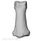 DV15-118 Homo sapiens hand phalanx second middle right dorsal
