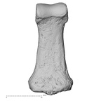 DV15-118 Homo sapiens hand phalanx second middle right palmar