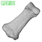 DV15-118 Homo sapiens hand phalanx second middle right ply