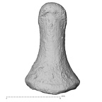 DV15-119 Homo sapiens hand phalanx distal dorsal