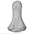 DV15-119 Homo sapiens hand phalanx distal palmar