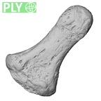 DV15-119 Homo sapiens hand phalanx distal ply