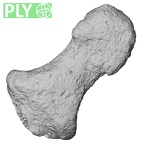 DV16-100 Homo sapiens hand phalanx fourth distal right ply