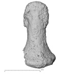 DV16-102 Homo sapiens hand phalanx third distal dorsal