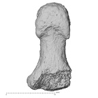 DV16-102 Homo sapiens hand phalanx third distal palmar