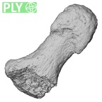 DV16-102 Homo sapiens hand phalanx third distal ply