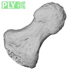 DV16-103 Homo sapiens hand phalanx second distal left ply