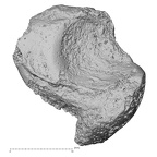 DV16-65 Homo sapiens scaphoid right medial