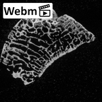 DV16-65 Homo sapiens scaphoid right ct stack movie