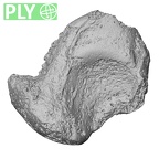 DV16-65 Homo sapiens scaphoid right ply