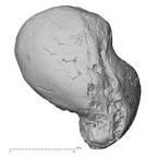 DV16-66 Homo sapiens scaphoid left lateral