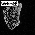 DV16-66 Homo sapiens scaphoid left ct stack movie
