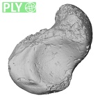 DV16-66 Homo sapiens scaphoid left ply